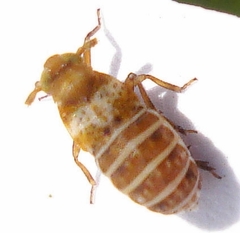 Conomelus anceps