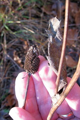 Rudbeckia laciniata