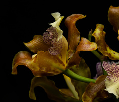 Oncidium