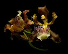 Oncidium