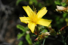 Hypericum olympicum