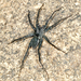 Stone Spider - Photo (c) Tom Murray, some rights reserved (CC BY-NC), uploaded by Tom Murray