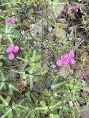 Phaseolus filiformis