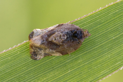 Argyrotaenia sphaleropa