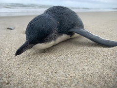 Eudyptula minor iredalei