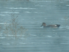 Mareca strepera strepera