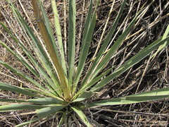 Yucca necopina