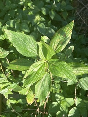 Varronia bullata