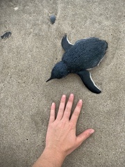 Eudyptula minor iredalei