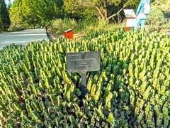 Euphorbia resinifera