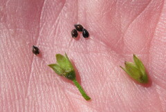 Myosotis laxa