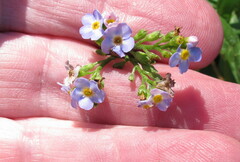 Myosotis laxa