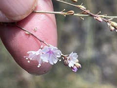 Boerhavia xantii