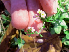Myosotis laxa