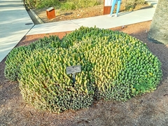 Euphorbia resinifera