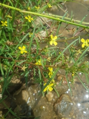 Ludwigia erecta
