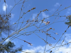 Boerhavia xantii