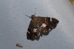 Hymeniini