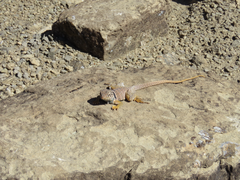 Crotaphytus bicinctores