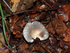 Russula virescens