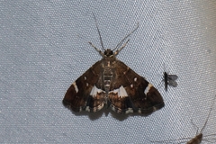 Hymeniini