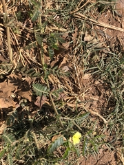 Tribulus terrestris