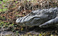 Caiman latirostris
