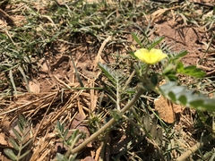 Tribulus terrestris