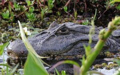Caiman latirostris