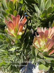Mimetes fimbriifolius