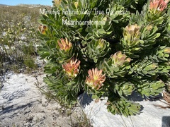 Mimetes fimbriifolius