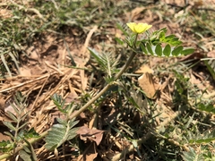 Tribulus terrestris