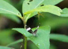 Trichodezia albovittata