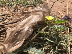 Tribulus terrestris