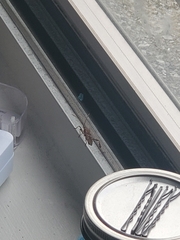 Leptoglossus occidentalis