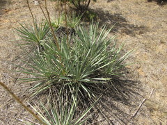 Yucca necopina