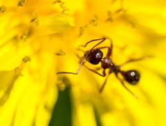 Formica pallidefulva
