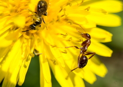 Formica pallidefulva