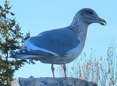 Larus glaucescens × occidentalis
