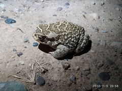Sclerophrys mauritanica
