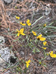 Helianthus porteri