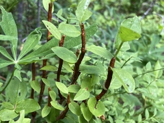 Calyptospora