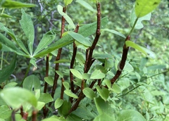 Calyptospora