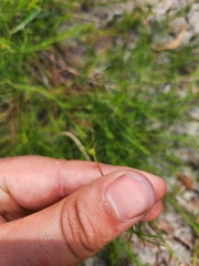 Platysace linearifolia