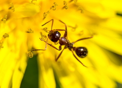 Formica pallidefulva