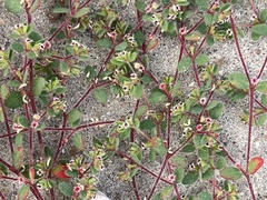 Euphorbia setiloba