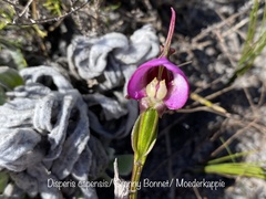 Disperis capensis capensis