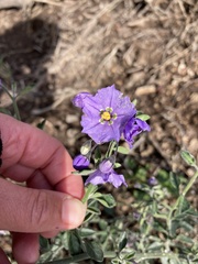 Solanum umbelliferum