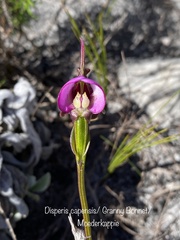 Disperis capensis capensis