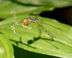 Lestes rectangularis